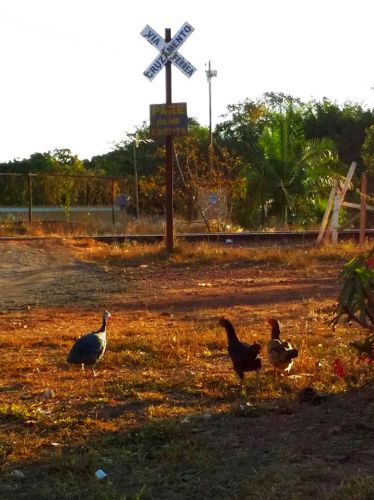 Alguns trechos da Ferrovia Brasília-São Paulo estão literalmente entregue às galinhas. Foto de Cgico Sant'Anna. 